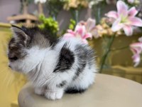 İKİ GÖZÜ DE GÖRMÜYOR KEDİMİZİN ÇOK ACİL YUVA