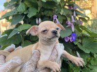 Chihuahua mini severlere