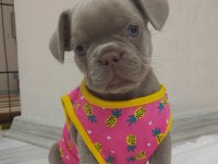 French Bulldog Egzotik Yavrular