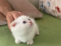 2.5 aylık erkek scottish kedi