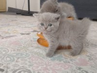 British shorthair dişi