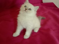 Tatlı kızımız british longhair