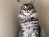 Safkan full scrli beyaz aslan maine coon yavruları