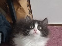 BRİTİSH LONGHAİR YAVRU KEDİLER