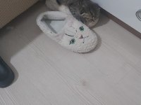 Scottish fold