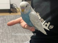 Çocuklar için sağlıklı tertemiz muhabbet kuşları