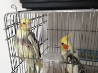 Sağlıklı muhabbet kuşlerı pendik