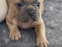 A kalite french bulldog
