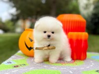 Orjinal Pomeranian Boo yavrumuz 