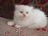 DİŞİ ERKEK YAVRULAR KEDİMİZ