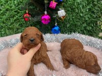 Toy poodle bebek köpeklerimiz