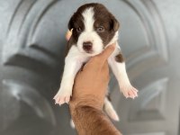 Kızıl border collie yavrular