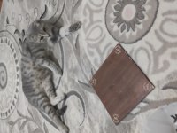 Tatlı bir scottish fold