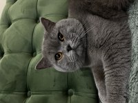 Erkek British Shorthair