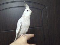 Yavru white face sultan papağanı
