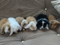 Hollanda lop tavşan yavruları