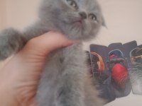 UYGUN PUANLI SAFKAN SCOTTİSH FOLD YAVRULARIMIZ