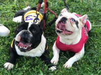 FRENCH BULLDOG ÇOCUKLARIMIZ ÖMÜRLÜK YUVA ARIYOR