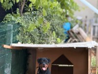 Son 1 dişir orjinal macar a scrli 4 aylık rottweiler