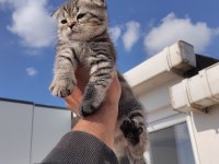 MÜKEMMEL A KALİTE SCOTTİSH BEBEKLER