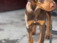 Estetikli ve Estetiksiz Doberman Yavrular
