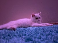 Exotic shorthair sağlıklı erkek yavrumuz