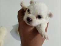 Terrier Maltese Yavrularımız Tüm İller