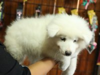 Bembeyaz Güzeller Güzeli Samoyed