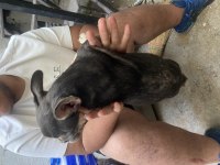 Lilac tan dişi French Bulldog