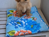 ORJİNAL BEBEK YÜZLÜ MALTİPOO YAVRULAR