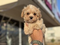 Show kalite tea cup kore maltipoo yavrularmız
