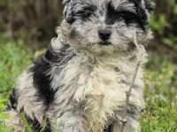 Trde nadir bulunan dizayn ırk mini ausiedoodle yavrumuz