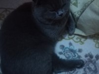 Es arıyoruz british shorthair kedimize