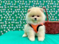 Safkan Pomeranian Boo Bebekleri
