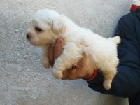 Biblo maltese bebek