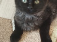 Yavru maine coon erkek