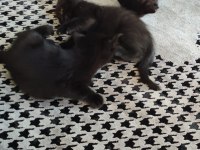 Siyah inci kediler