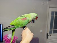 Jumbo boy bilezikli erkek yavru eğitmelik alexander