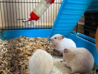 Bebek Hamster