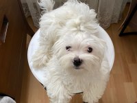 Ev doğumlu prenses maltese terrier