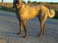 Hangi ki meydancı kangal