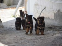 Şecereli dişi ve erkek alman kurdu yavrular