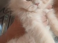 BAKMADAN GEÇMEYİN KEDİLERE
