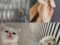 2 Aylık Yavru Kedilerimiz Sahiplendirilecektir