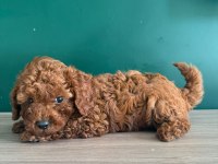 Sevimli poodle bebekler