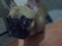 3 aylık yavru french bulldog konuşulur