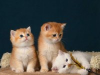 British shorthair ve longhair golden yavrular