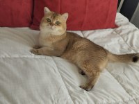 Şecereli safkan british shorthair kedilerimiz