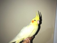 LUTİNO KIRMIZI GÖZ ERKEK SULTAN PAPAĞANI