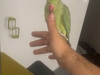 Pakistan papağanı